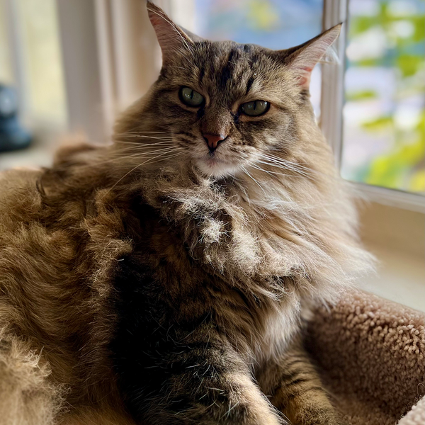 Sandwiches of History Weekly Recap